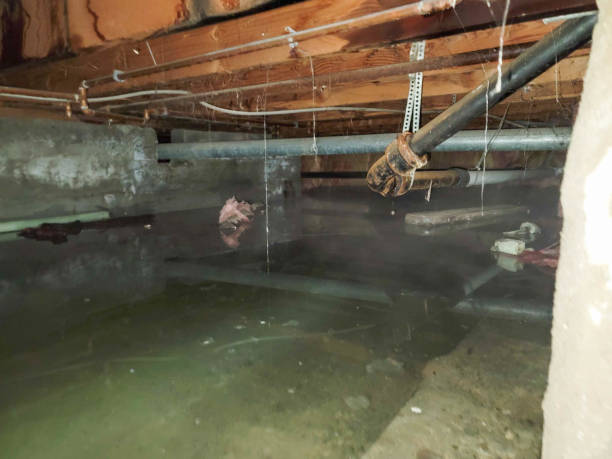 Best Local water damage restoration  in Fairplay, GA